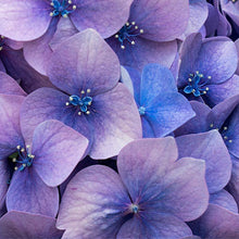 Load image into Gallery viewer, ROMANTICA: Scented soy candle in hand engraved RED crystal cup ~ Christmas Tree scent.