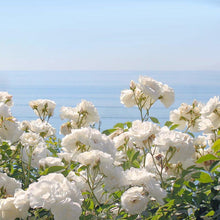 Load image into Gallery viewer, ROMANTICA: Scented soy candle in hand engraved RED crystal cup ~ Christmas Tree scent.