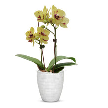 Load image into Gallery viewer, ELEGANTE: Corteza - European Style Small Flower Pot Panna White (5.5&quot;H.)
