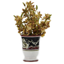 Load image into Gallery viewer, DERUTA CANDLES: Bell Cup Candle ~ Deruta Pompei Design
