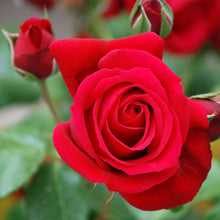 Load image into Gallery viewer, ROMANTICA: Scented soy candle in hand engraved RED crystal cup ~ Christmas Tree scent.
